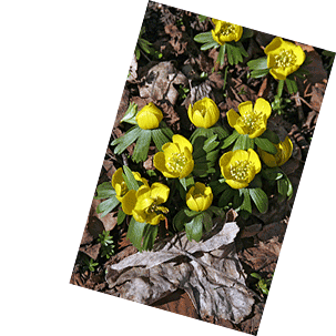 Blühende Frühlingsboten