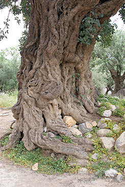 Alter Olivenbaum