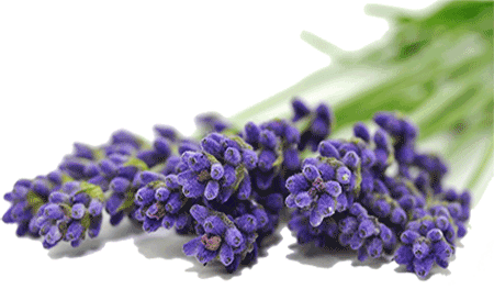 Lavendelblüte