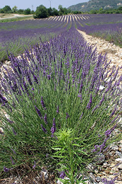 Lavendel am Feld