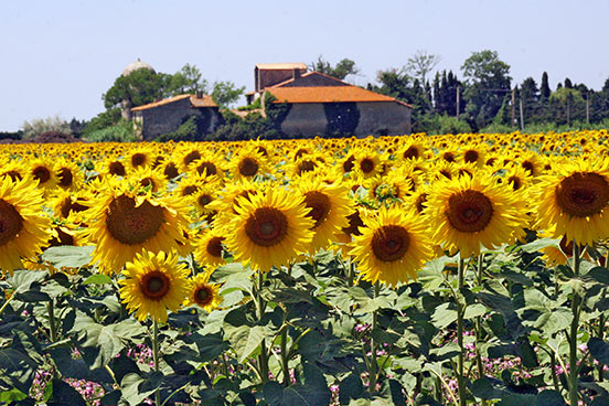 Sonnenblumen in der Provence